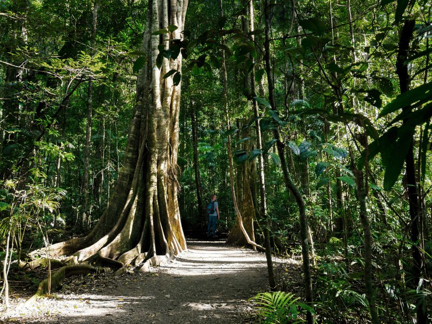 Concreters in Cairns 2026, Concrete Driveway, Slab and Path Costs and How to Find a Licensed Cairns Concretor