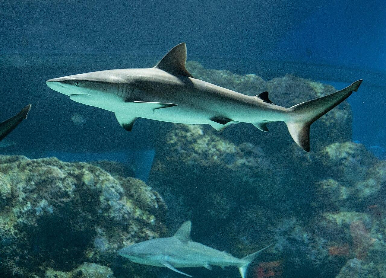 Explore Cairns: 7 Must-Do Experiences This July Season